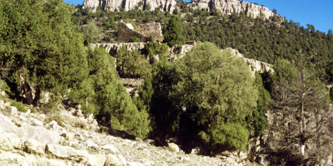 Torre de la Olmedilla